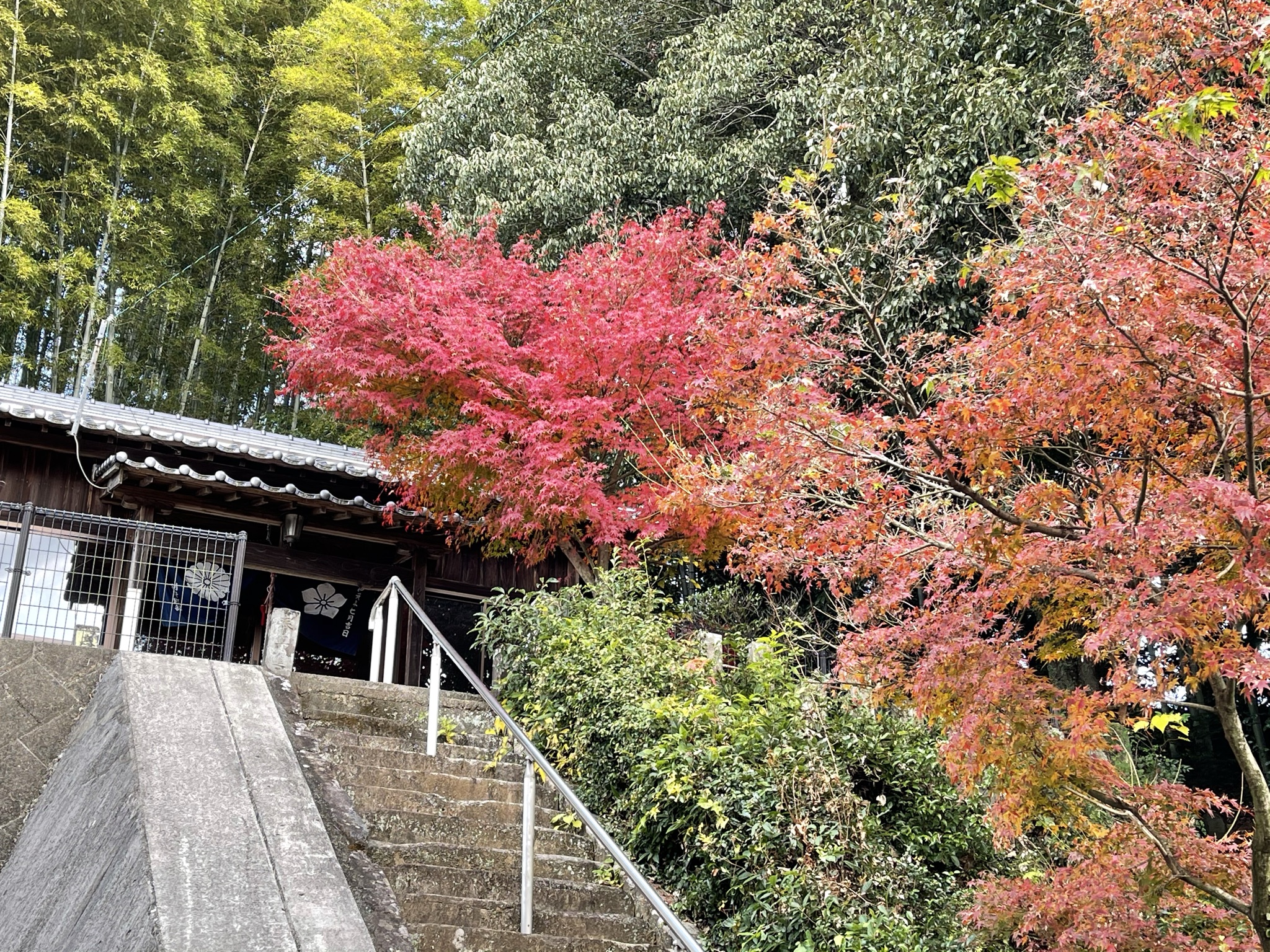 紅葉に包まれた秋葉大権現のお社と、手すりのある石段