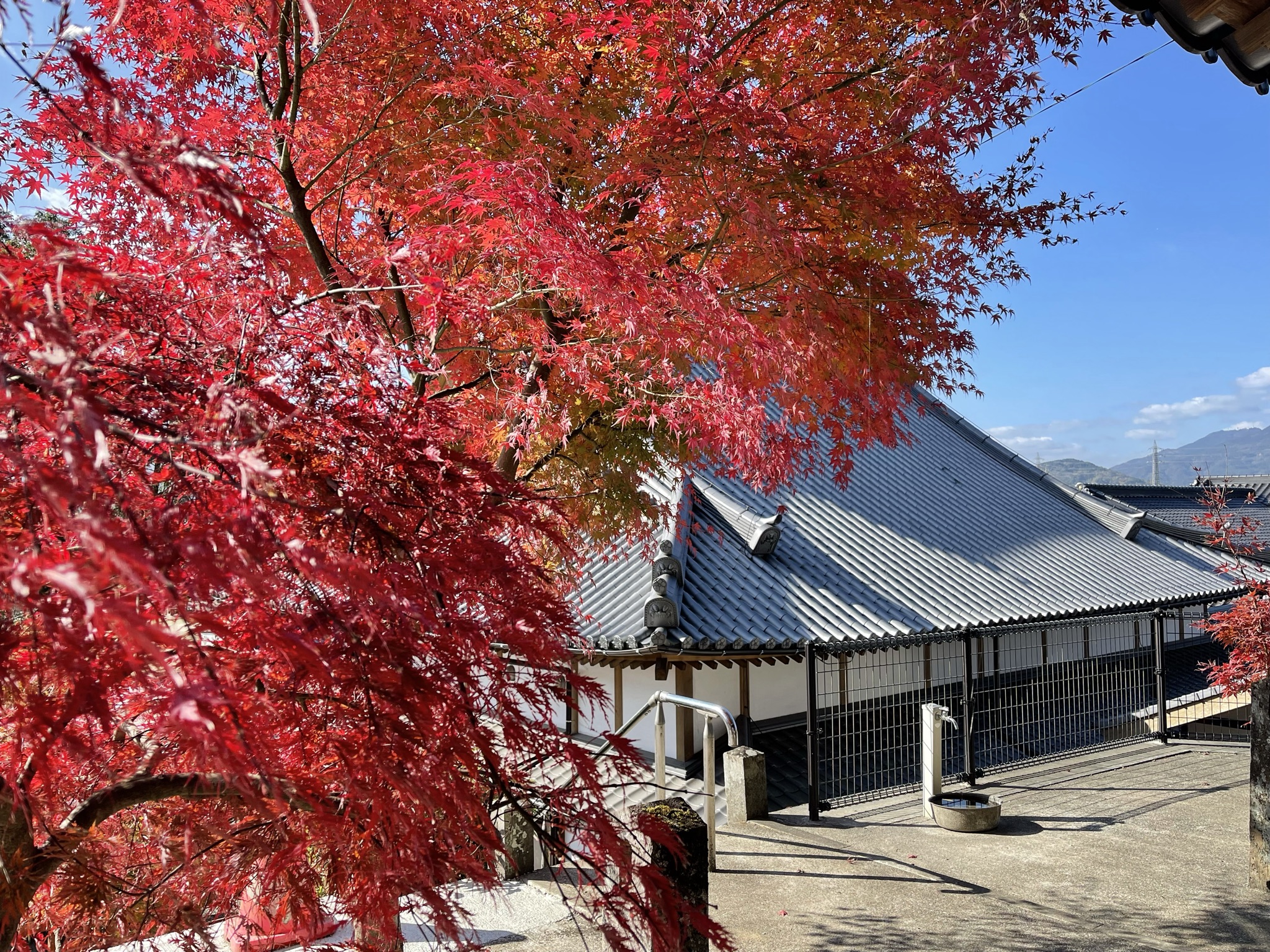 鮮やかな紅葉と通玄院の屋根