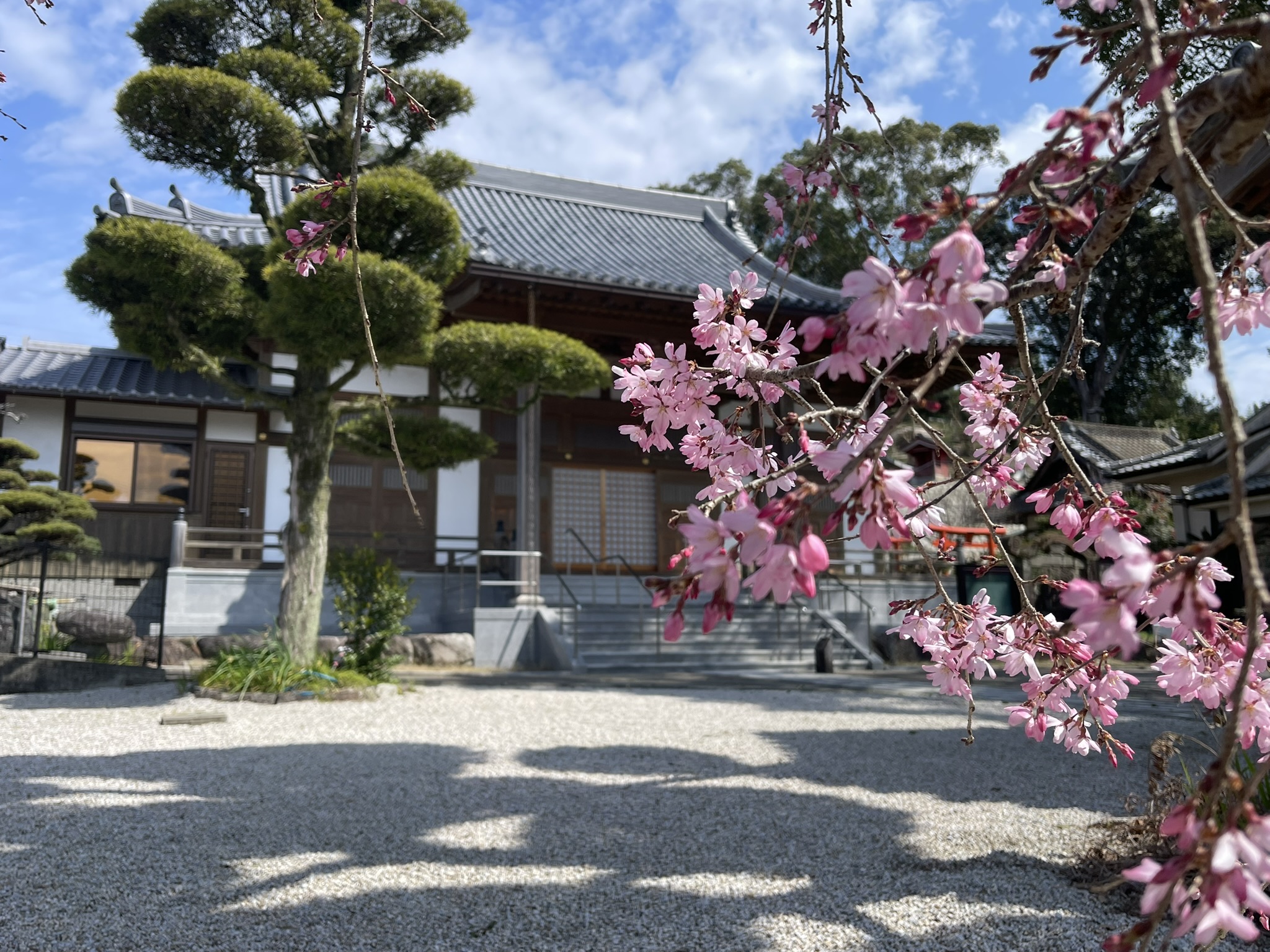 桜の花の向こうに佇む通玄院の本堂