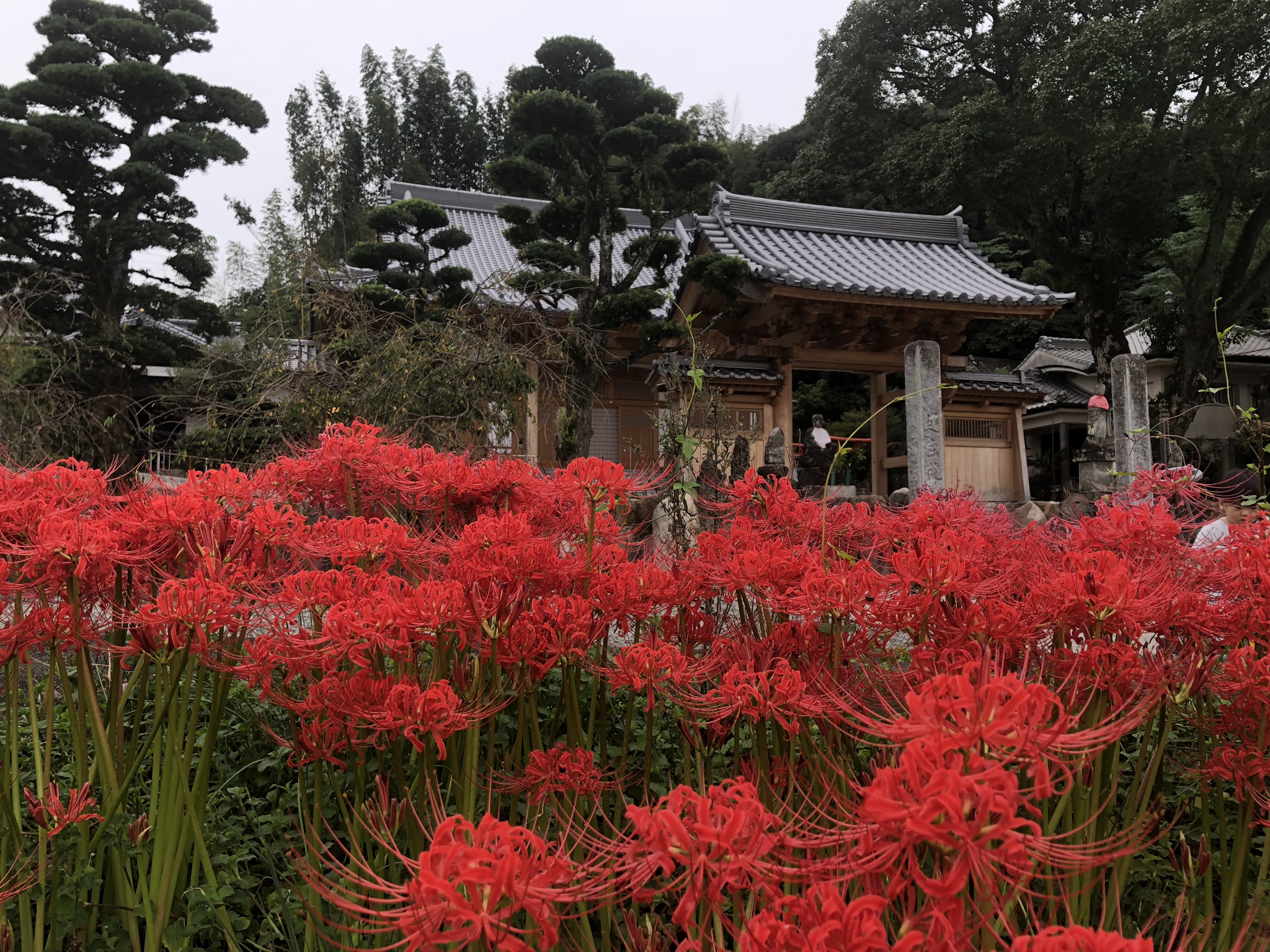 赤い彼岸花が咲く通玄院の山門前