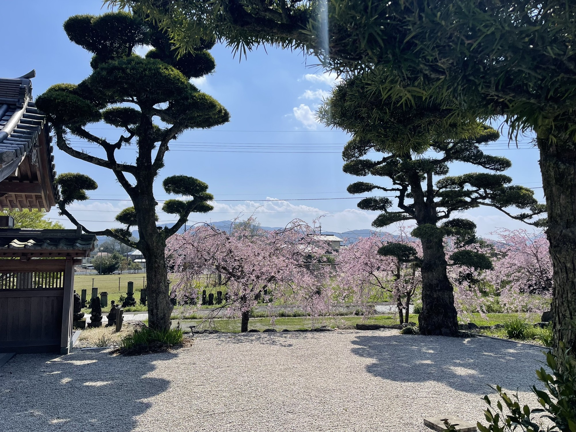 青空の下、桜と庭木が広がる通玄院の春の境内