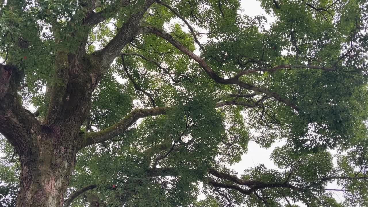 通玄院の木々を見上げる坐禅動画の風景